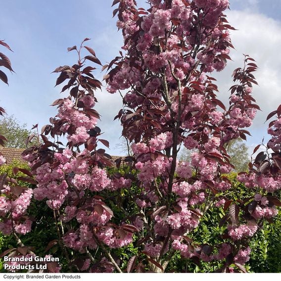 Prunus 'Royal Burgundy' (Mature Tree)