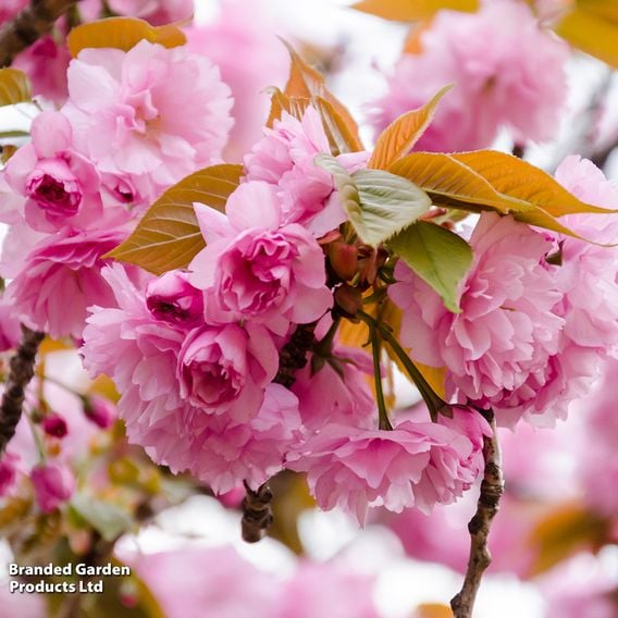 Prunus 'Kanzan'