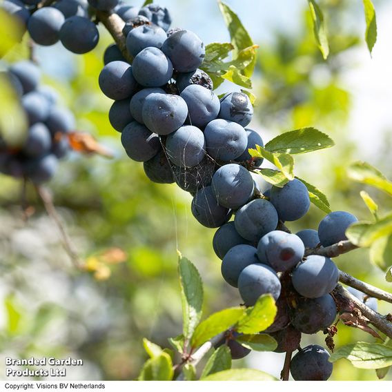 Blackthorn (Hedging)