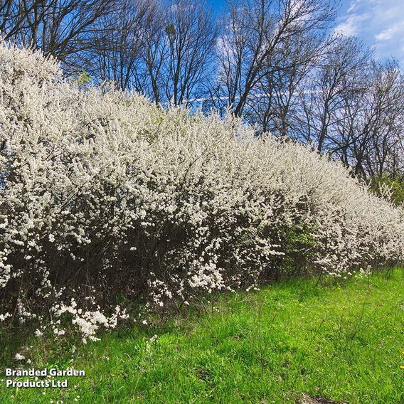 Blackthorn (Hedging)