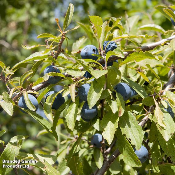 Blackthorn (Hedging)
