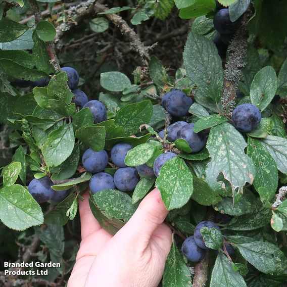 Blackthorn (Hedging)