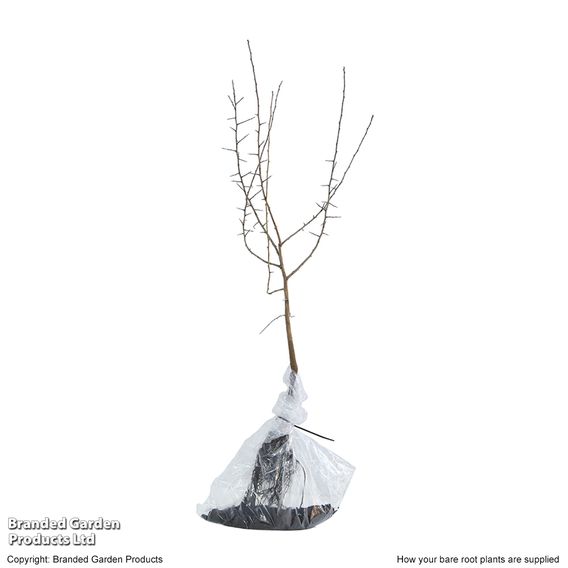 Blackthorn (Hedging)