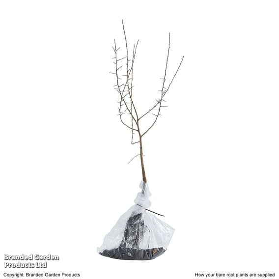 Blackthorn (Hedging)