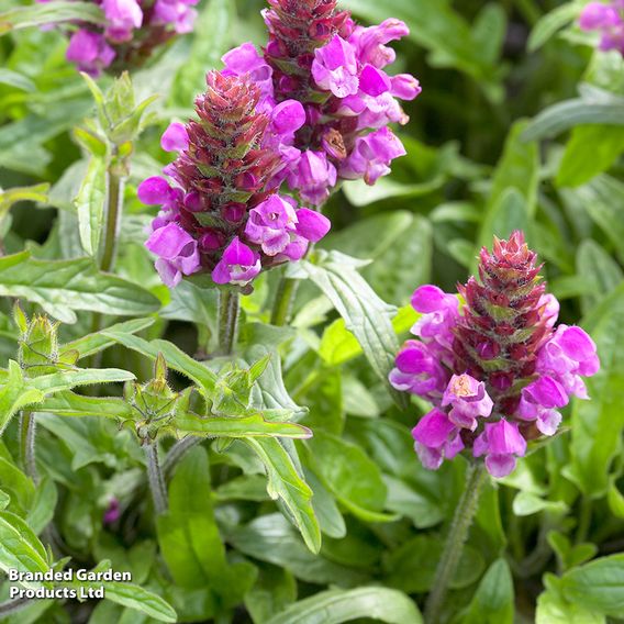 Prunella grandiflora 'Summer Daze'