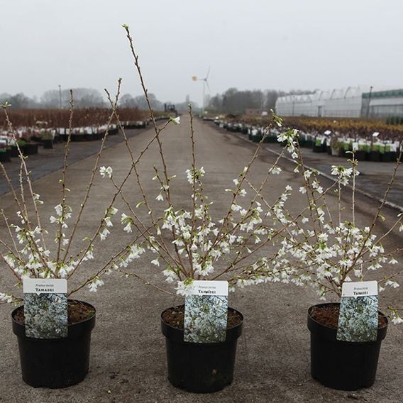 Prunus incisa 'Yamadei'