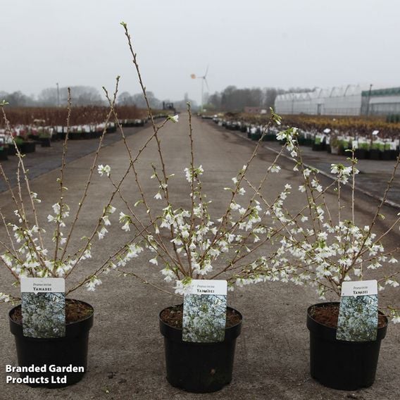 Prunus incisa 'Yamadei'