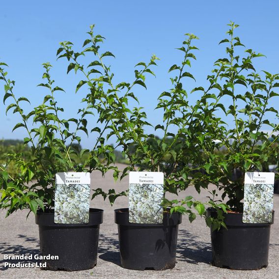 Prunus incisa 'Yamadei'