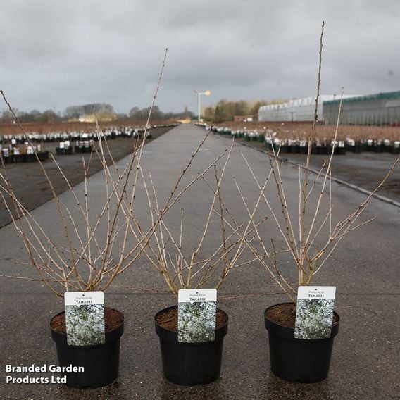 Prunus incisa 'Yamadei'