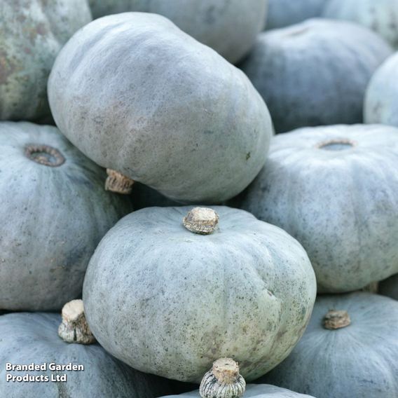 Squash 'Crown Prince' F1 - Seeds