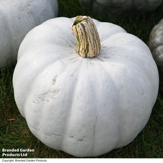 Squash 'Crown Prince' F1 - Seeds