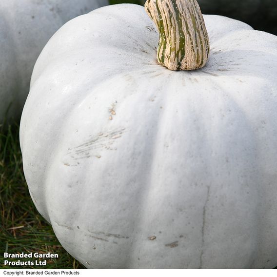 Squash 'Crown Prince' F1 - Seeds