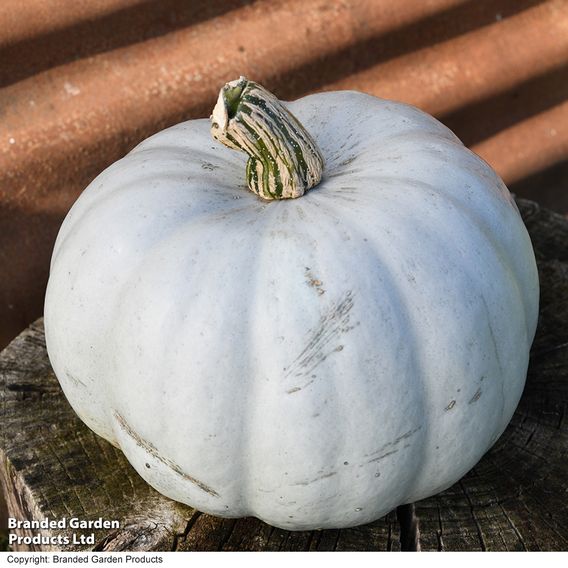 Squash 'Crown Prince' F1 - Seeds