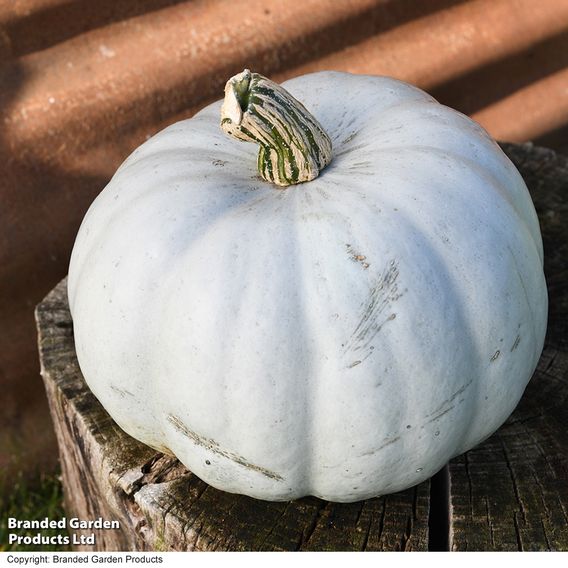 Squash 'Crown Prince' F1 - Seeds