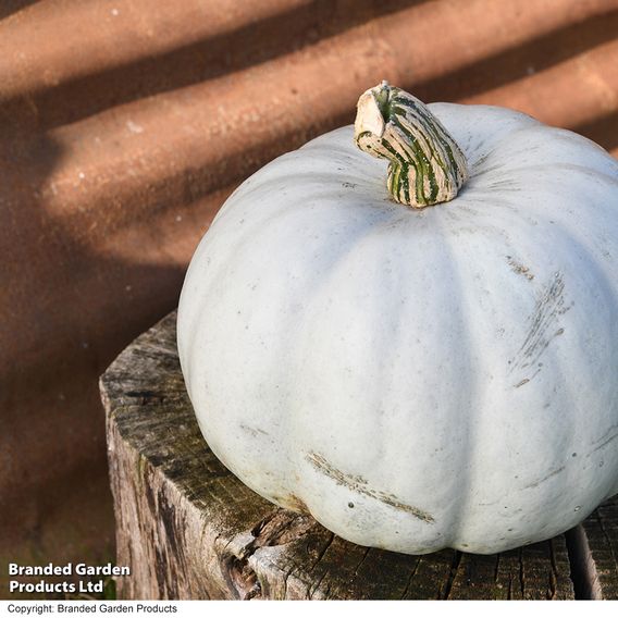 Squash 'Crown Prince' F1 - Seeds
