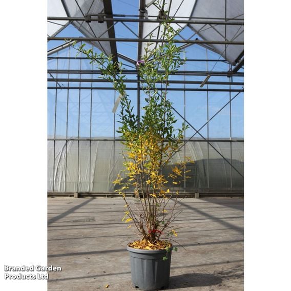 Pomegranate granatum 'Wonderful'