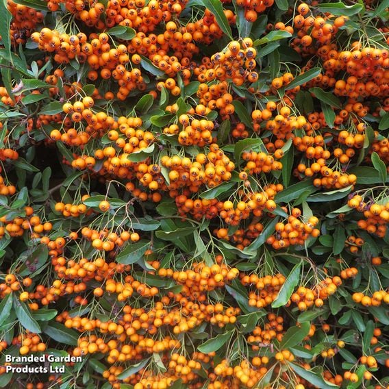 Evergreen Shrub Trio
