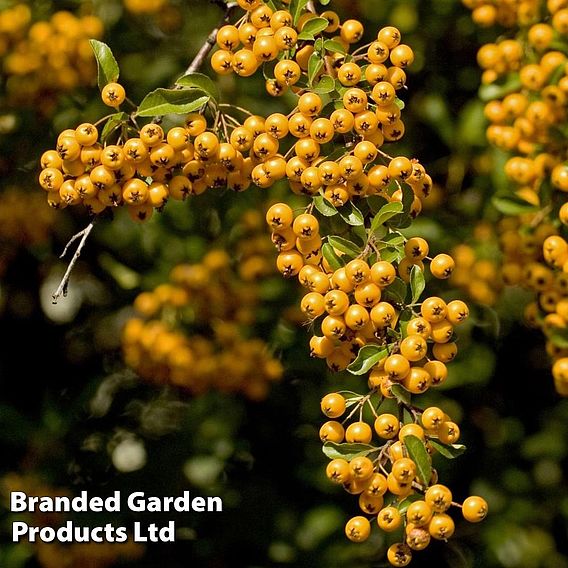 Pyracantha 'Soleil D'or'