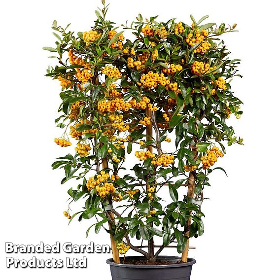 Pyracantha coccinea 'Sunny Star'