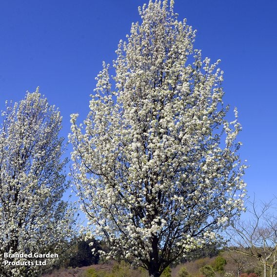 Pyrus calleryana 'Chanticleer' (Mature Tree)