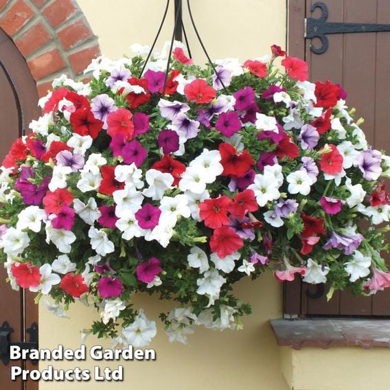 Petunia Surfinia Trio Collection