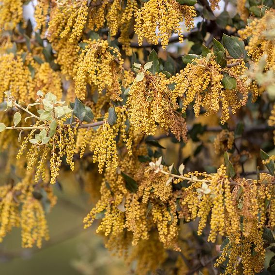 Quercus ilex