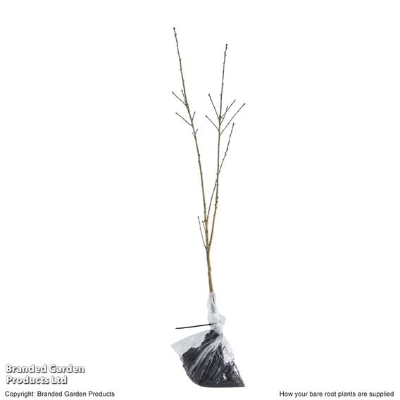 Quercus ilex
