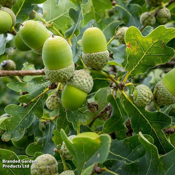 Quercus robur (Mature Tree)
