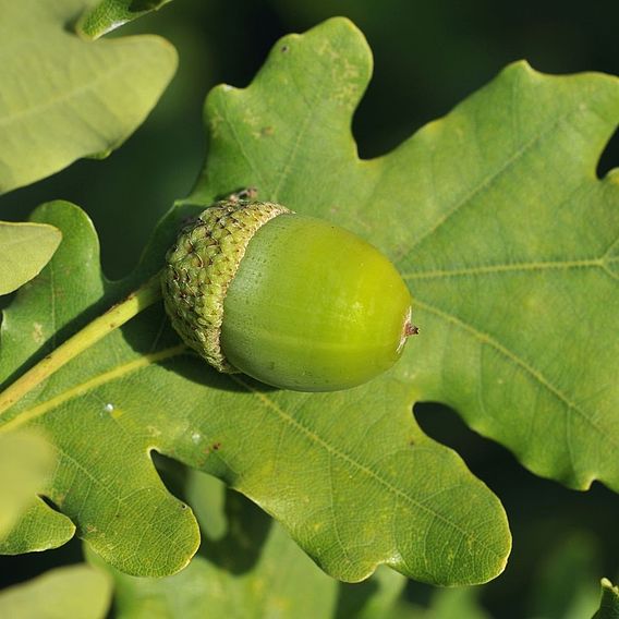 Quercus robur (Hedging)