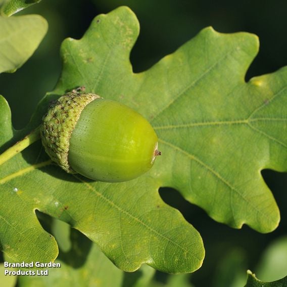 Quercus robur (Mature Tree)