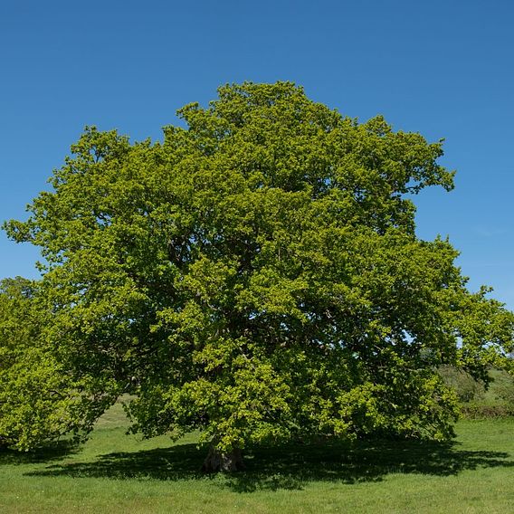 Quercus robur (Hedging)