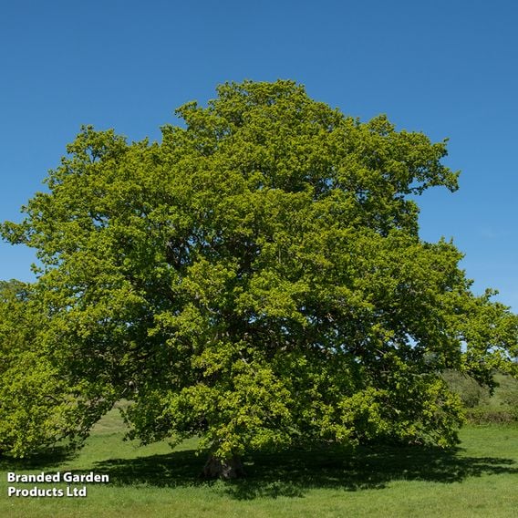 Quercus robur (Mature Tree)