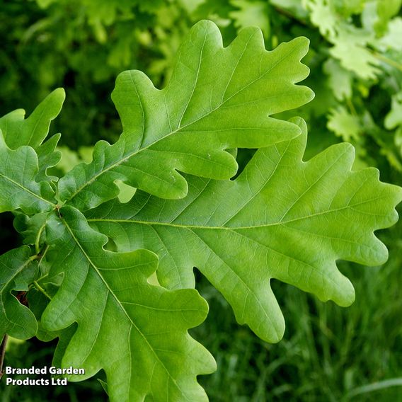 Quercus robur (Mature Tree)