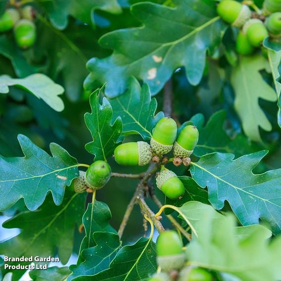 Quercus robur (Mature Tree)