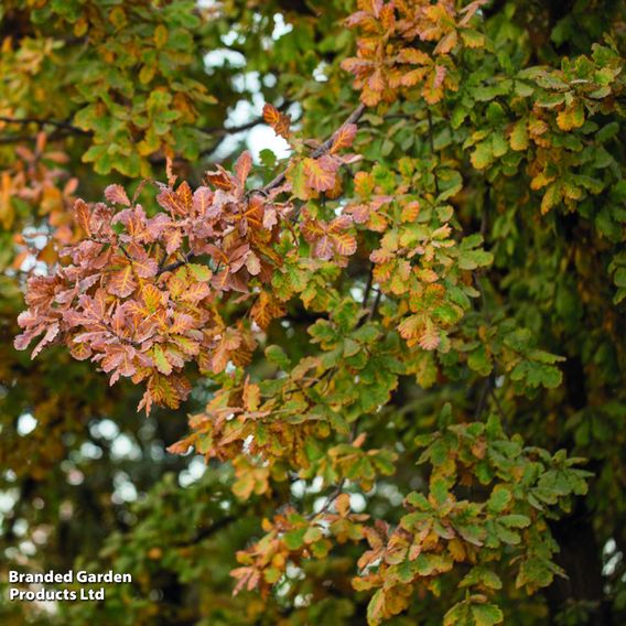 Quercus robur (Mature Tree)
