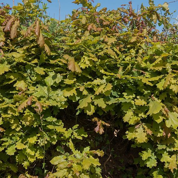 Quercus robur (Hedging)