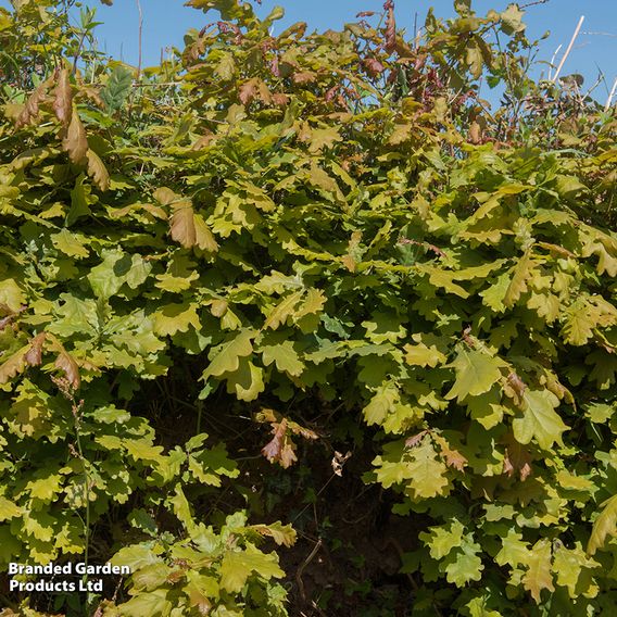 Quercus robur (Mature Tree)