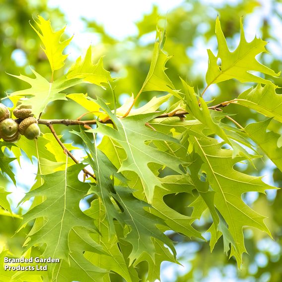 Quercus rubra (Mature Tree)