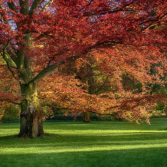 Quercus rubra (Mature Tree)