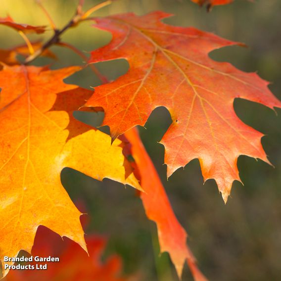 Quercus rubra (Mature Tree)