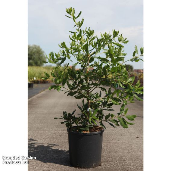 Quercus x turneri 'Pseudoturneri'