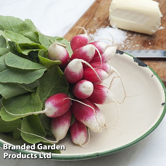 Radish 'De dix -huit jours' (18 days) - Organic Seeds
