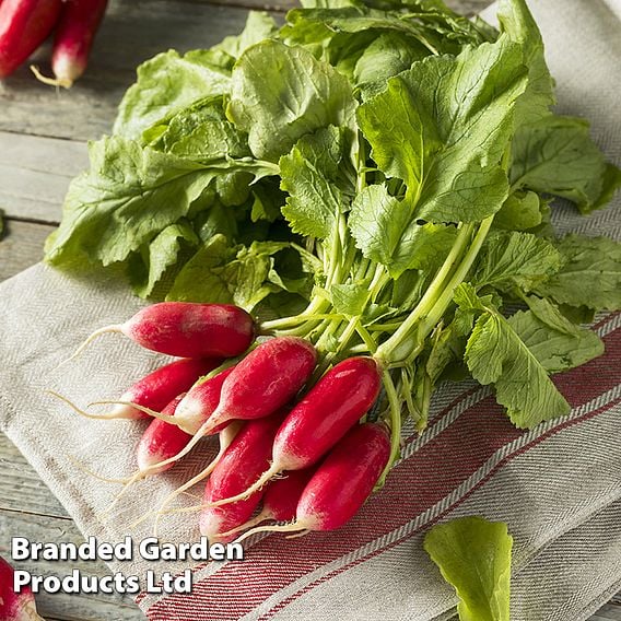Radish 'De dix -huit jours' (18 days) - Organic Seeds