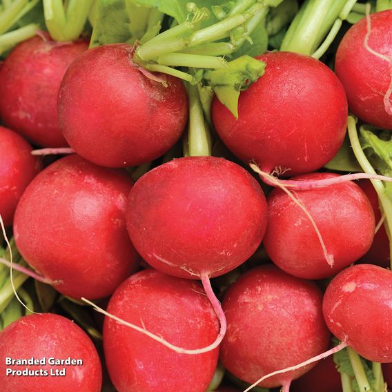 Radish 'Cherry Belle' - Seeds