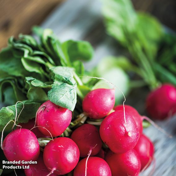 Radish 'Cherry Belle' - Seeds