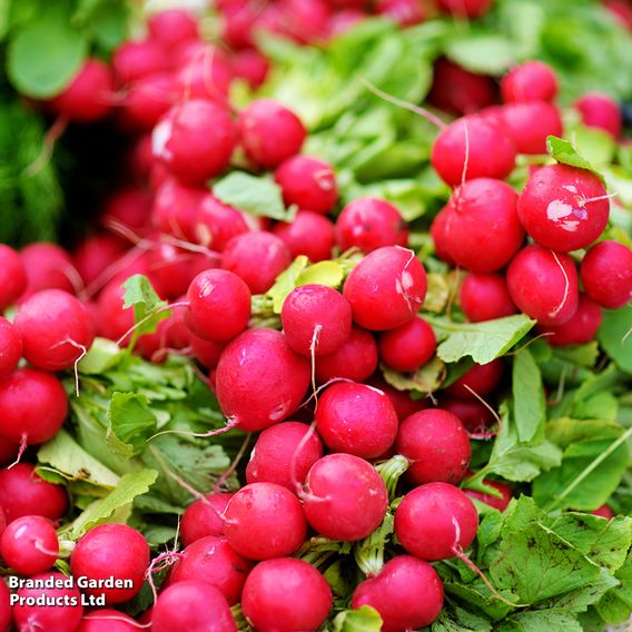 Radish 'Cherry Belle' - Seeds