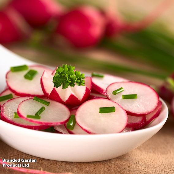 Radish 'Cherry Belle' - Seeds