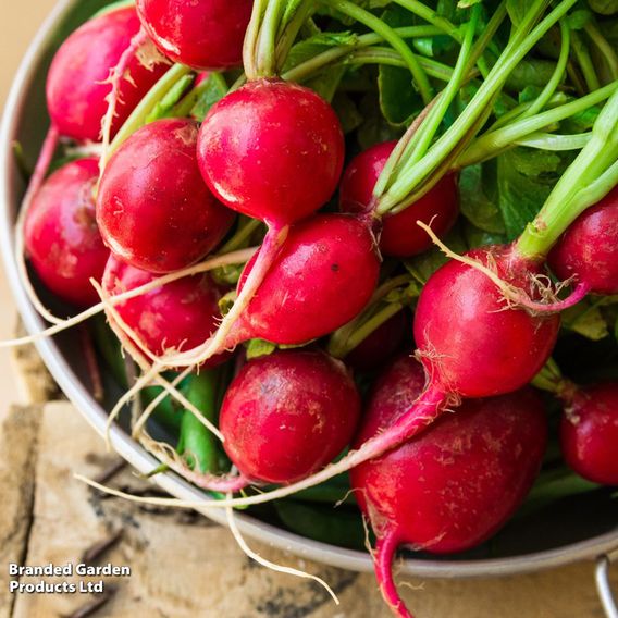 Radish 'Cherry Belle' - Seeds