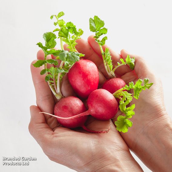 Radish 'Cherry Belle' - Seeds