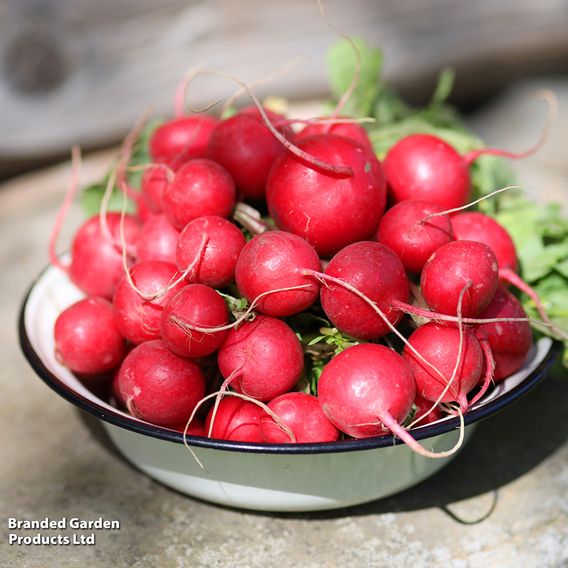 Radish 'Cherry Belle' - Seeds